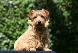 NORFOLK TERRIER 059